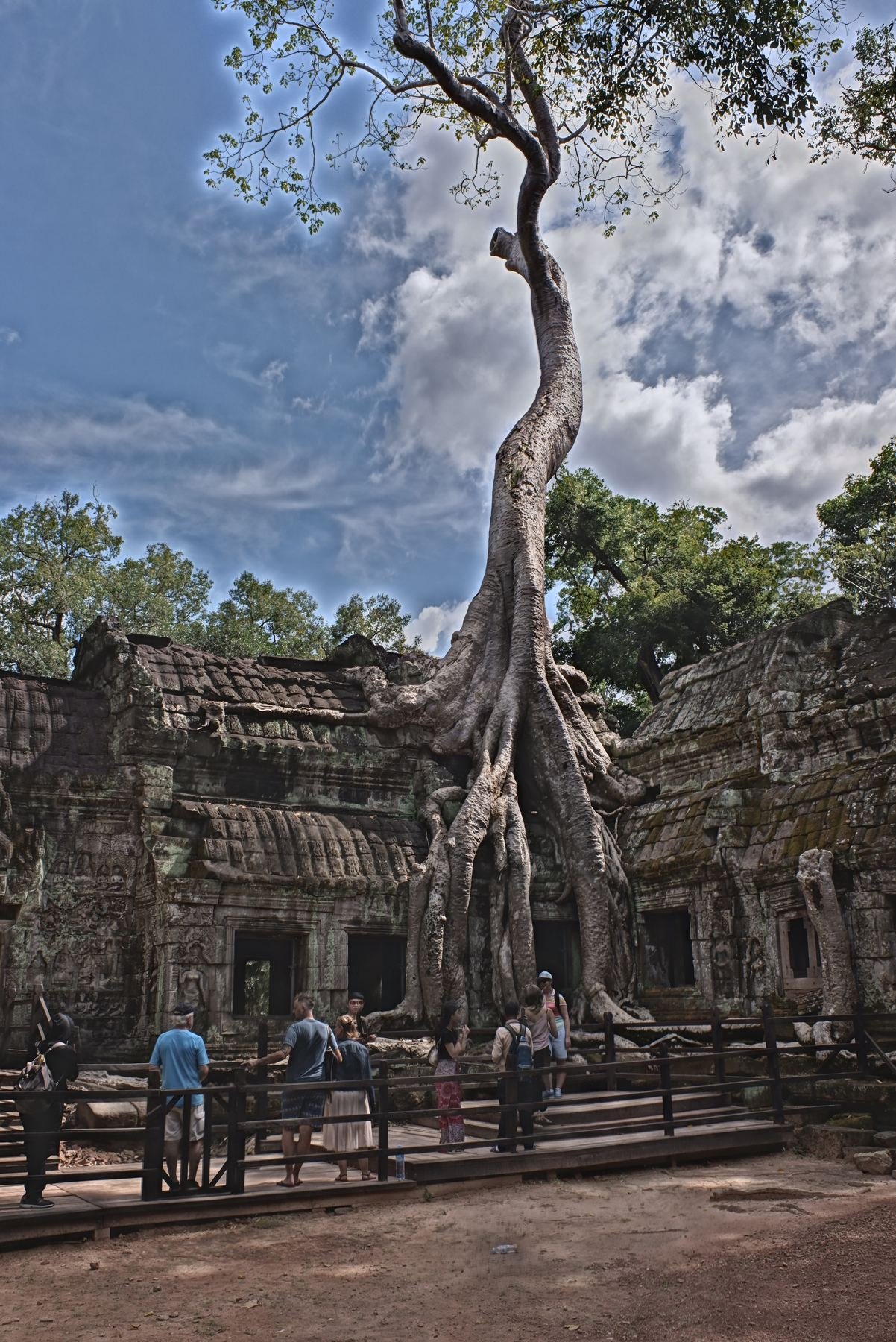 An enormous tree with sprawling roots growing over an ancient temple ruin, tourists gathered below