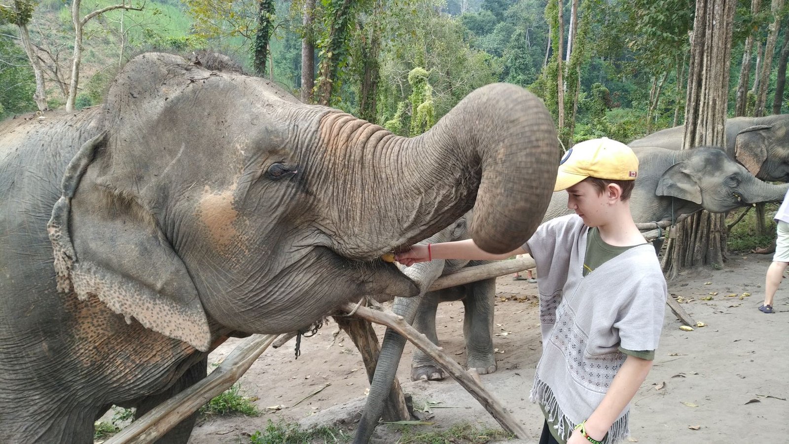 A teenager in a yellow cap gently feeds a baby elephant, its trunk reaching toward his hand